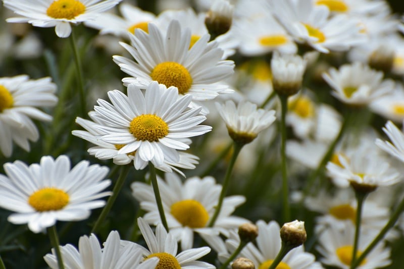 Spring Planting